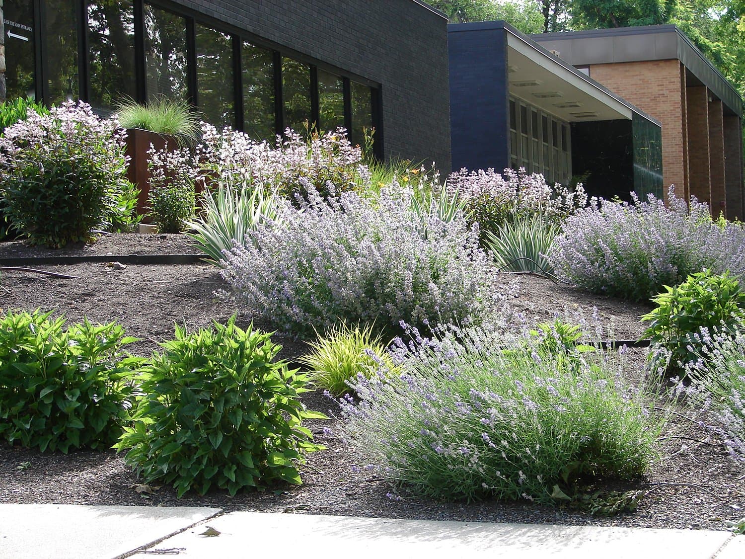 Xeriscaped front yard with drought-tolerant plants, ornamental grasses, and decorative gravel at a Colorado home
