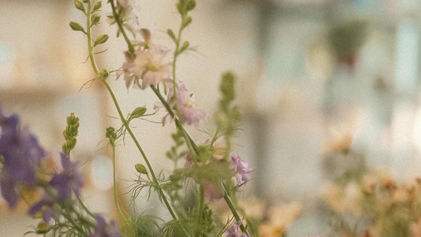 Pale pink and lavender larkspur stems with green buds and feathery foliage, up close at Fiori Flowers